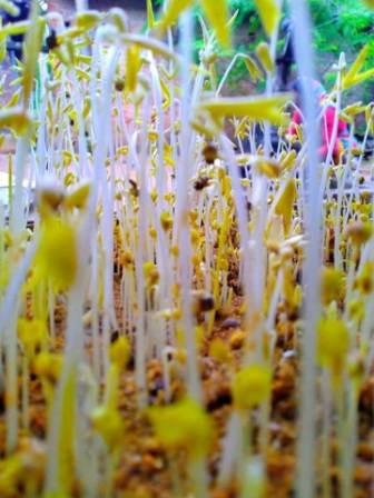 rakam parab mohool in 9